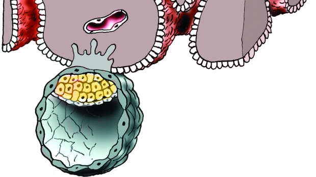 Uhnízdění, nidace, implantace oplod. vajíčka - obrázek