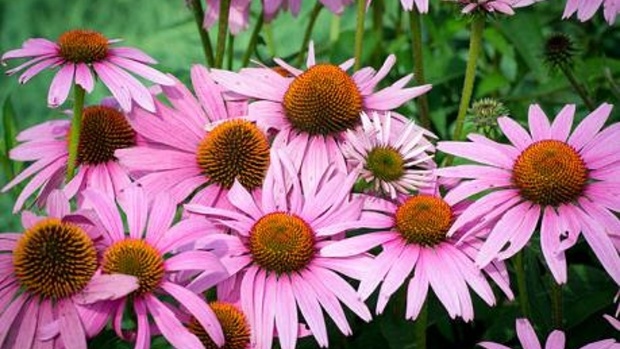 Echinacea v těhotenství - obrázek