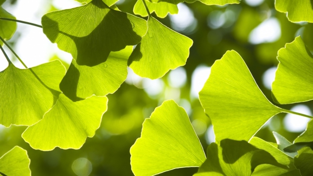 Ginkgo biloba v těhotenství - obrázek