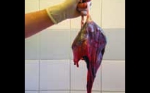 Plodový koláč - placenta - obrázek