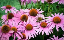 Echinacea v těhotenství - obrázek