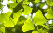 Ginkgo biloba v těhotenství - obrázek